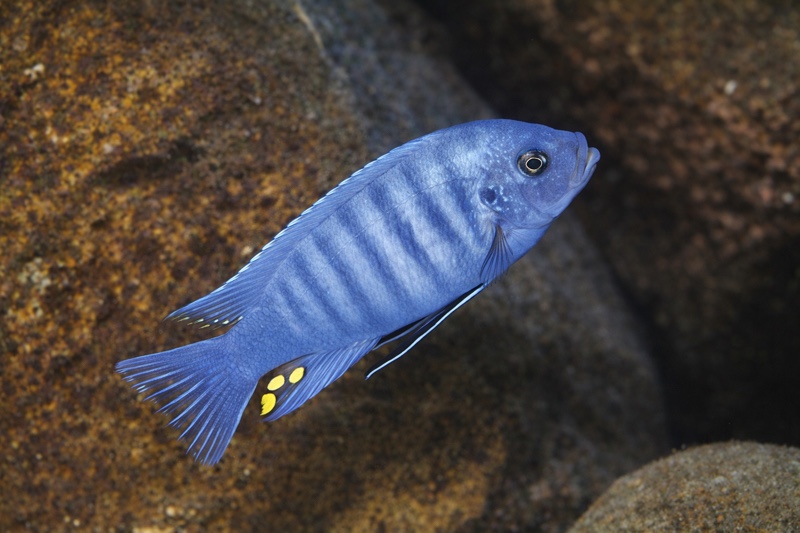 Maylandia zebra 'Lumbaulo'